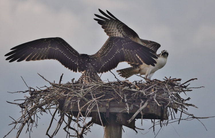 2 osprey in nest